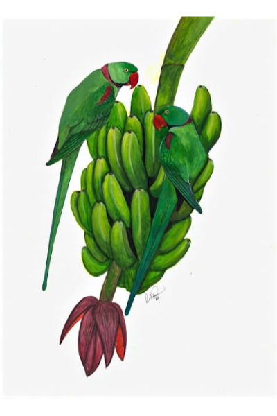 Nimesh Weerasinghe - Alexandrines perched on Bananas Print